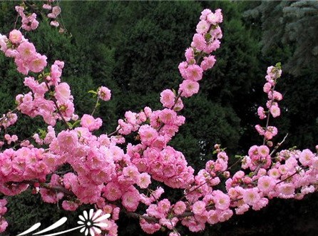 薔薇科榆葉梅知識簡介